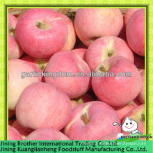 Chine Shaanxi fuji apple